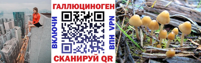 купить  цена  Монино  Галлюциногенные грибы Psilocybe 
